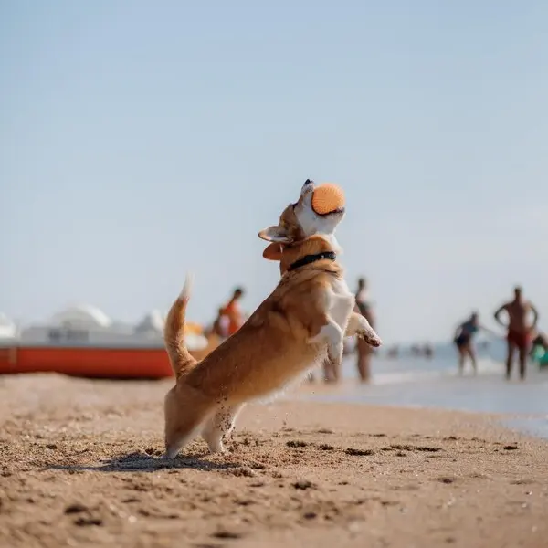Dogs on the beaches of Australia